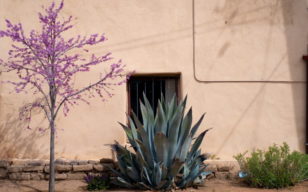Adobe budling with large aloe plant and small tree with purple blossoms